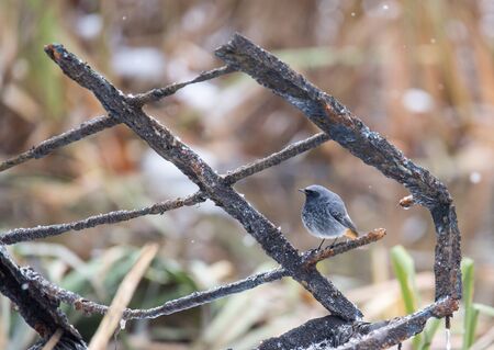 Black redstart on Pekhorka Riverの写真素材