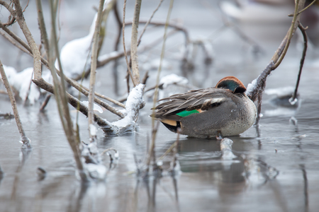 Teal is sleeping on a branch in the bush Pekhorka Riverの写真素材