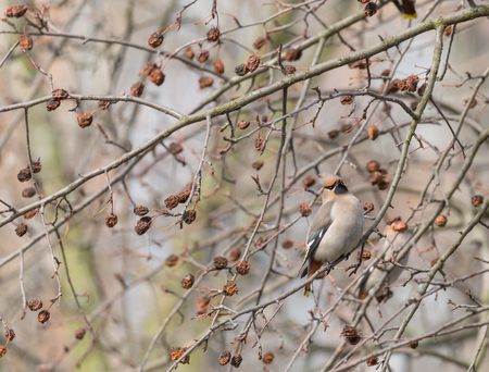 Waxwings on a branch of Chinese apple treesの写真素材
