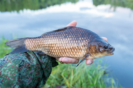 Peaty crucian on the fisherman's handの写真素材