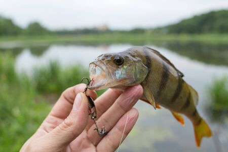 Perch on the fisherman's hand with a beautiful large finの写真素材