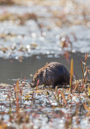 Muskrat eating fish at the river Pekhorkaの写真素材