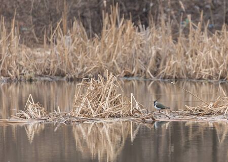 Northern Lapwing walks through the spring lands of the Pekhorka River