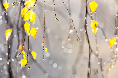 he yellow leaves of the birch tree with drops from the autumn rainの写真素材