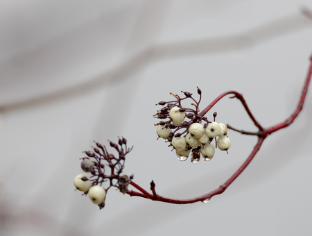 Fruit of white wool on a branch with drops from autumn rainの写真素材