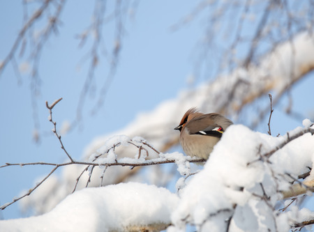 Waxwings on snow-covered tree branches in a winter bright dayの写真素材