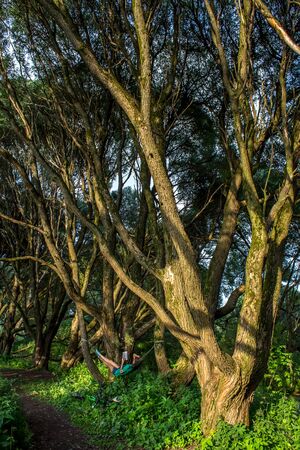 Moscow, Russia - July 21, 2018: The girl reads the book in the city Izmailovo park on a shadow of old curly willowsのeditorial素材