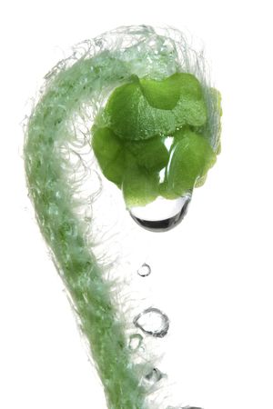 Water drops on spiral fern frond