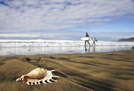 Seashell on surfing beach