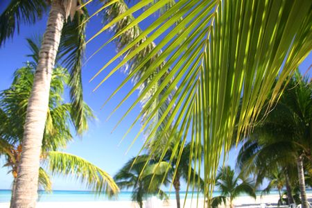 Coconut palm foliage on a tropical beachの写真素材
