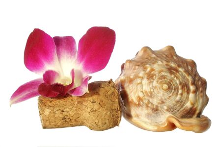 Orchid, cork and seashellの写真素材