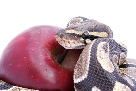 Snake and Red Apple; temptation conceptの写真素材