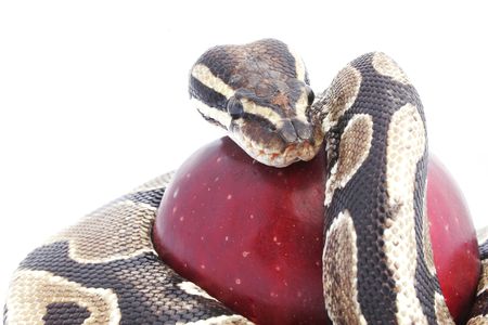 Snake and red apple; temptation conceptの写真素材
