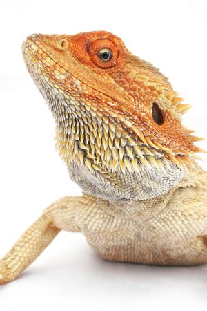 Orange headed bearded dragonの写真素材