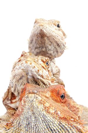 Bearded Dragons in a pile looking outの写真素材