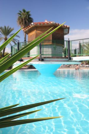 Tropical swimming pool with foliage foregroundの写真素材
