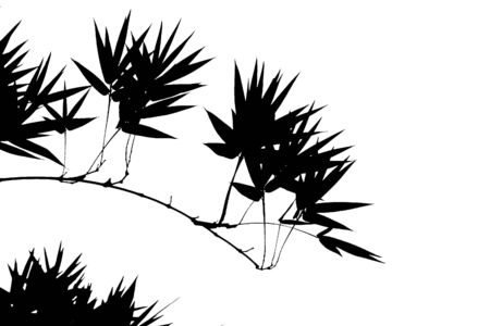 Bamboo plant in silhouetteの写真素材