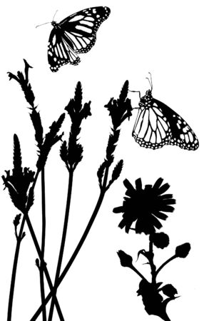 Butterflies in  lavender meadow vectorの写真素材