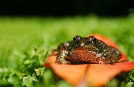 Rana Perezei sitting on a leaf in a fieldの写真素材