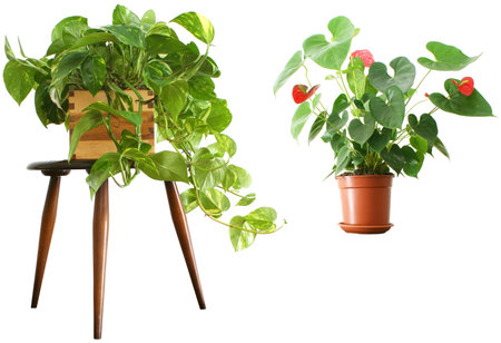 House plants over whiteの写真素材