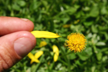 Fingers plucking last petal from a flowerの写真素材