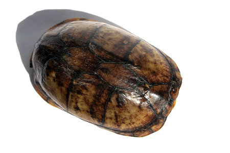 Tortoise withdrawn into shell on white