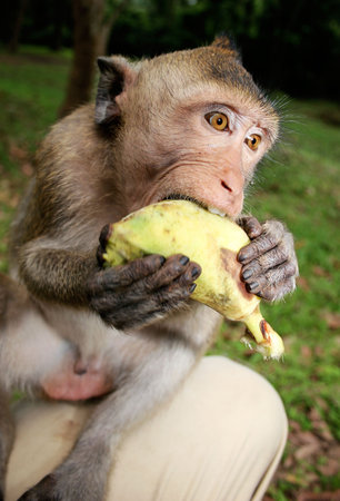Long-tailed Macaque (Macaca fascicularis) sitting on my knee with a banana at Angkor Wat in Cambodia. A large group come down to the temples in the evening to be fed by tourists. I was photographing one when this chap jumped onto my knee.の写真素材