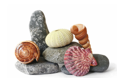 Still Life of pebbles and sea creatures