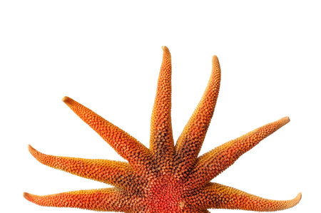 Orange starfish as the sun with white backgroundの写真素材