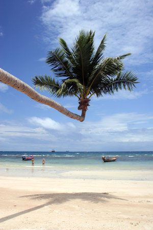 Palm tree growing out onto tropical beachの写真素材