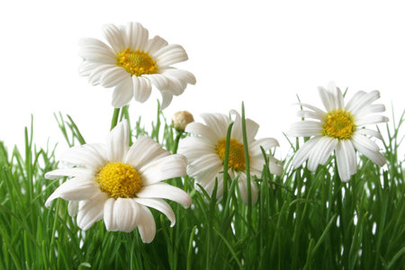 White and yellow daisies in grass field with white backgroundの写真素材
