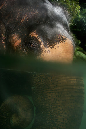 Elephant in river with eye above water and trunk underneathの写真素材
