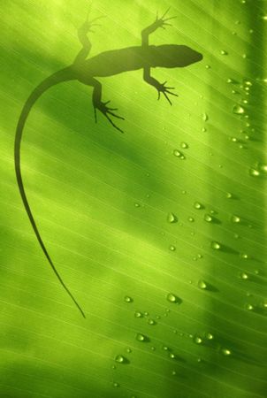 Banana leaf backlit with water drops and lizard shadowの写真素材