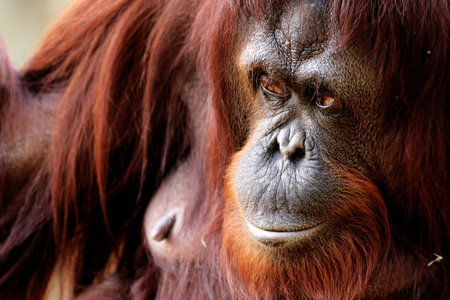 Close-up of female orangutan