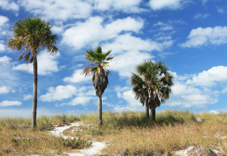 Coastal sand path with blue sky and three palm treesの写真素材