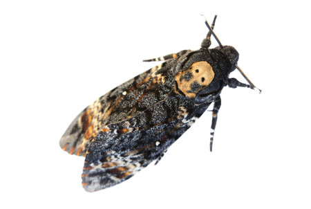 Death's Head Hawkmoth over white. The skull shape on the back of the head is clearly visible.の写真素材