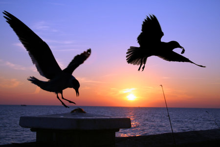 Two seagulls swooping down to steal cut bait on a pier at sunsetの写真素材