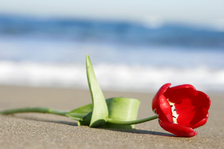 Red tulip on golden sandy beach with blue skyの写真素材