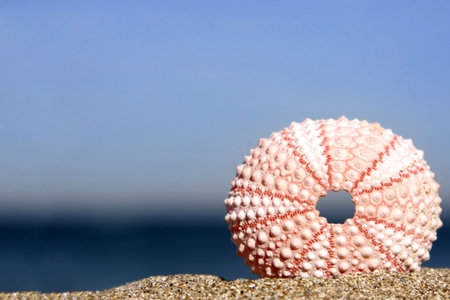 Pink sea urchin on the beach with blue backgroundの写真素材