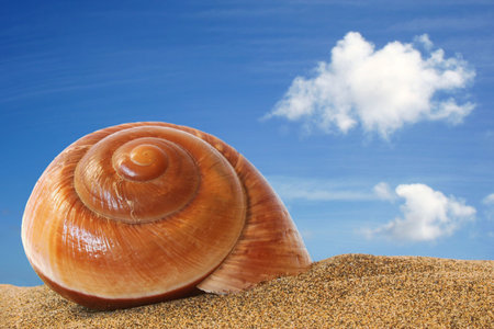 Spiral seashell on sand with blue sky backgroundの写真素材