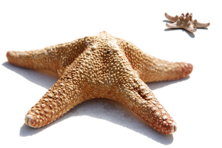 Two starfish on white background and in sunlightの写真素材