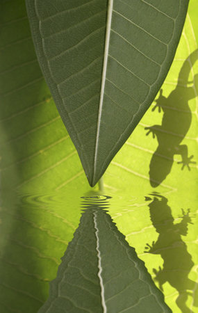 Gecko silhouette on green leaves with water reflectionの写真素材