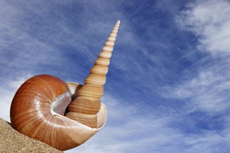 Two seashells on sandy beach with blue sky behindの写真素材