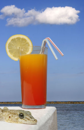 Tropical drink and sunny beach background with focus on gecko in the foregroundの写真素材