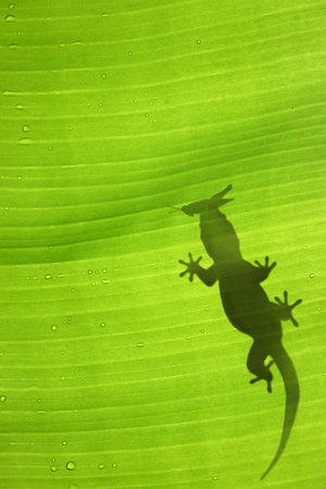 Green jungle leaf with gecko on topの写真素材