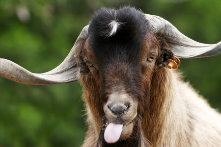 Canary Island long-horned goat pulling a silly faceの写真素材