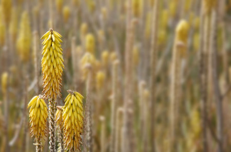 Field of Aloe Vera flowers with foreground flowers in focusの写真素材