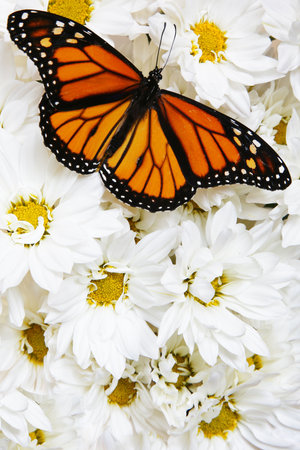 Monarch butterfly on mass of white flowersの写真素材