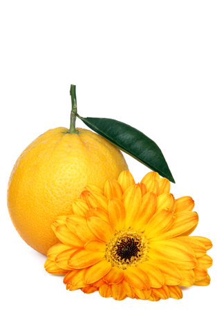 Orange with gerbera daisy on white backgroundの写真素材
