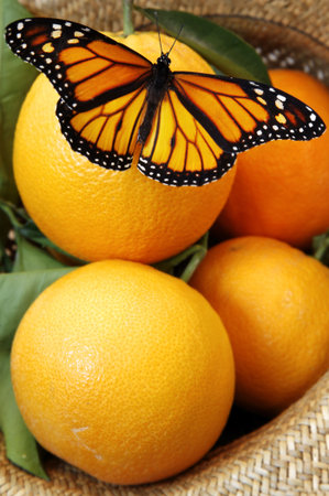 Monarch butterfly on juicy oranges in wicker hatの写真素材